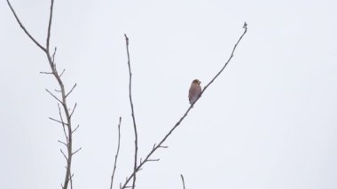 Hawfinch ya da Coccothraustes Cocothraustes donmuş ağaç dalında oturuyor. Kış ormanında renkli bir kuş.