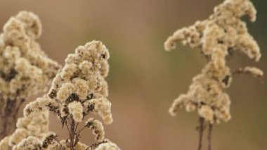 Solidago 'nun kurumuş çiçekleri, genellikle altın çubuklar olarak bilinir. Kış mevsimi. Doğal arkaplan.