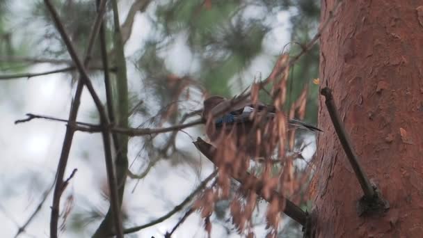 O gaio eurasiano ou Garrulus glandarius está sentado no ramo de pinheiros congelados. Ave curiosa na floresta de inverno. — Vídeo de Stock