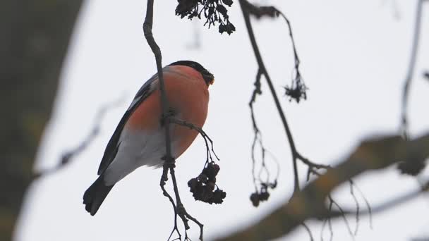 유라시아 불핀치 (Eurasian bullfinch) 또는피룰라 피롤라는 n 개의 얼어붙은 나뭇가지에 앉아 있다. 화려 한 새가 겨울 숲에서 가시 열매를 먹고 있다. — 비디오