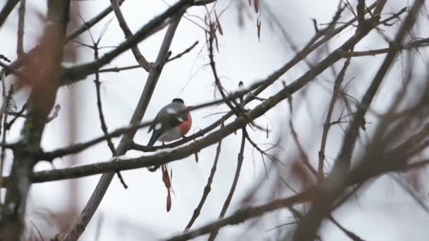 O bullfinch eurasiano ou Pyrrhula pyrrhula fica em n galho de árvore congelado. Pássaro colorido está comendo sementes de bordo na floresta de inverno. — Vídeo de Stock