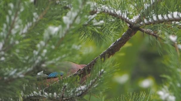Eurasian jay 또는 Garrulus glandarius 는 얼어붙은 소나무 가지에 앉아 있습니다. 겨울 숲 속의 호기심많은 새. — 비디오