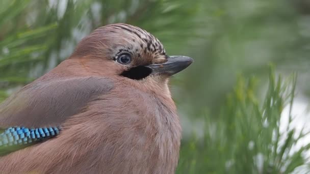 Eurasian jay 또는 Garrulus glandarius 는 얼어붙은 소나무 가지에 앉아 있습니다. 겨울 숲 속의 호기심많은 새. — 비디오