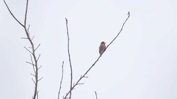 Hawfinch o Coccothraustes coccothraustes está sentado en la rama congelada del árbol. Colorido pájaro en bosque de invierno. — Vídeo de stock