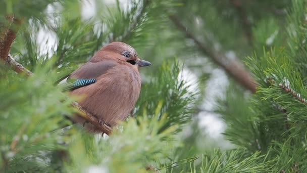 Avrasya alakargası ya da Garrulus glandarius donmuş çam ağacının dalında oturuyor. Kış ormanında ilginç bir kuş. — Stok video