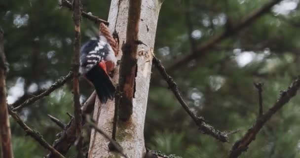 Μεγάλη spotted τρυποκάρυδος, Dendrocopos Major, χτυπά στο φλοιό ενός δέντρου, εξαγωγή edable έντομα. Πουλί στο χειμερινό δάσος. — Αρχείο Βίντεο