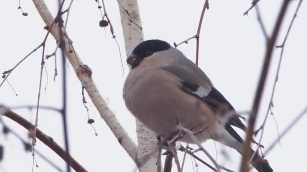 Le chardonneret d'Eurasie ou Pyrrhula pyrrhula se trouve sur un bouleau congelé. Oiseau coloré mange des graines dans la forêt d'hiver. — Video