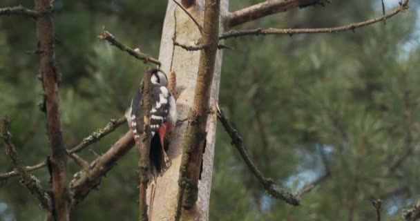 大きな斑点のあるキツツキDendrocoposの主要な木の樹皮をノックし、食用昆虫を抽出します。冬の森の鳥. — ストック動画