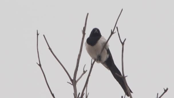 Eurasian straka nebo Pica pica sedí na zamrzlé větvi stromu. Černobílý pták v zimním lese. — Stock video