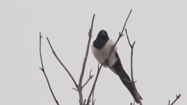 Urraca euroasiática o Pica pica está sentado en la rama congelada del árbol. Pájaro de color monocromo en bosque de invierno. — Vídeo de stock