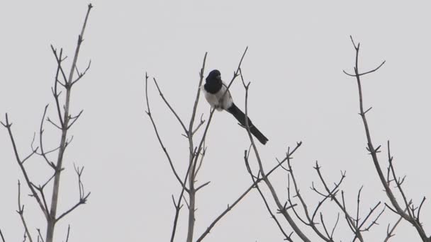 Urraca euroasiática o Pica pica está sentado en la rama congelada del árbol. Pájaro de color monocromo en bosque de invierno. — Vídeo de stock