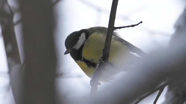 Chickadee Parus sedí na zmrzlé větvi stromu. Barevný pták v zimním lese. — Stock video