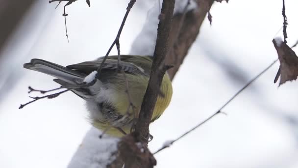 冷凍木の枝に座っているチカデ・パルス。冬の森のカラフルな鳥. — ストック動画