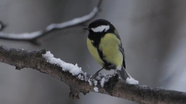 Chickadee Parus donmuş ağaç dalında oturuyor. Kış ormanında renkli bir kuş.