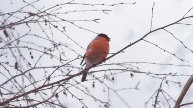 Avrasya ispinozu ya da Pyrrhula pirrhula donmuş ağaç dalında oturuyor. Kış ormanında renkli bir kuş.