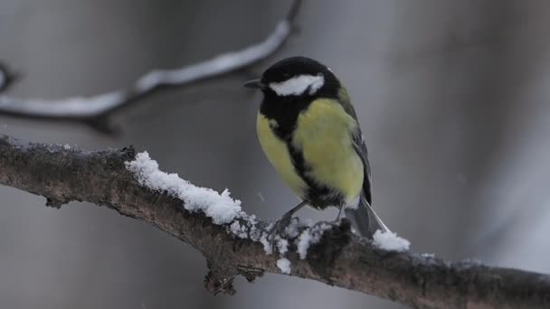 Chickadee Parus sedí na zmrzlé větvi stromu. Barevný pták v zimním lese. — Stock video