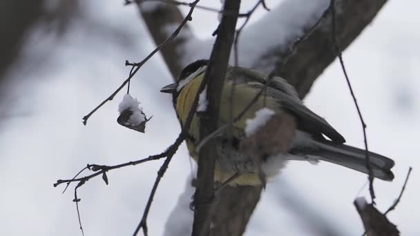 Chickadee Parus sentado en la rama congelada del árbol. Colorido pájaro en bosque de invierno. — Vídeos de Stock