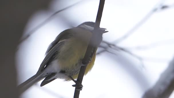 Chickadee Parus istuu jäädytetyn puun oksalla. Värikäs lintu talvella metsässä. — kuvapankkivideo