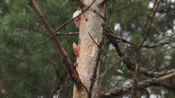 Великий плямистий дятел, Dendrocopos Major, стукає по корі дерева, витягуючи комах, які піддаються обробці. Птах у зимових лісах. — стокове відео