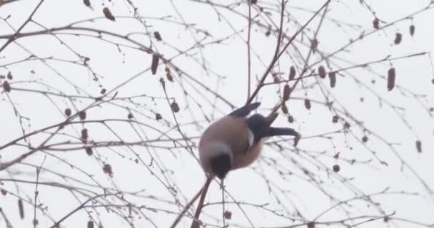 Bullfinch eurasiatico o Pyrrhula pyrhula siede su betulla congelata. Uccello colorato sta mangiando semi nella foresta invernale. — Video Stock