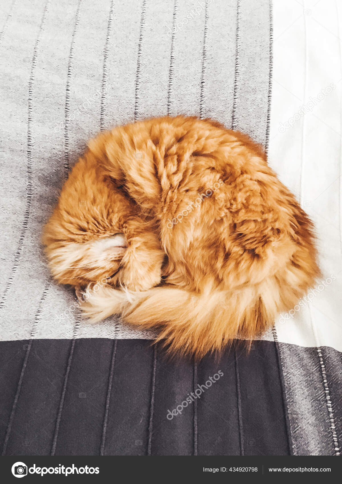 可爱的生姜猫睡在床上依偎在圆圈里在灰色毛毯上打瞌睡的绒毛宠物的头像 图库照片 C Aksenovko 可爱的生姜猫睡在床上依偎在圆圈里在灰色毛毯上打瞌睡的绒毛宠物的头像 图库照片 C Aksenovko