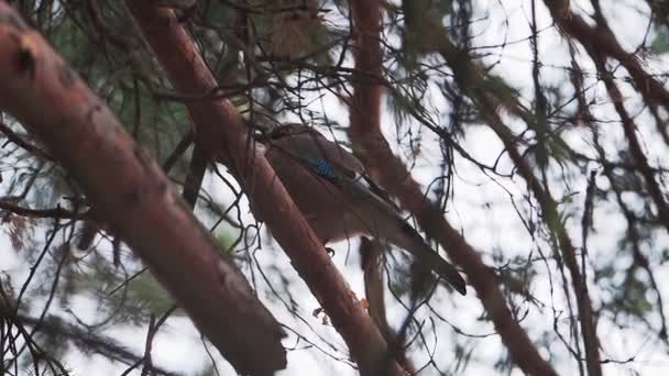 Le Geai d'Eurasie ou Garrulus glandarius est assis sur une branche de pin gelée. Curieux oiseau dans la forêt d'hiver. — Video