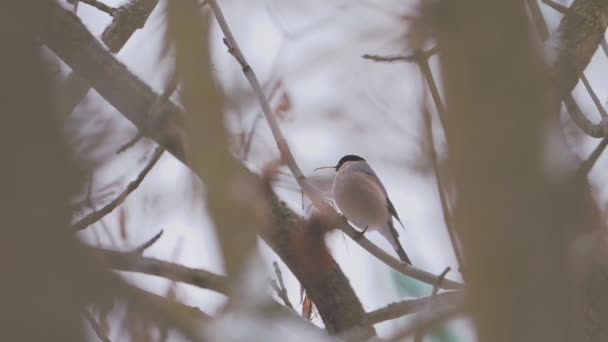 Bullfinch eurasiatic sau Pyrrrhula pyrrhula se află pe o ramură de copac congelat. Pasărea colorată mănâncă semințe de arțar în pădurea de iarnă . — Videoclip de stoc