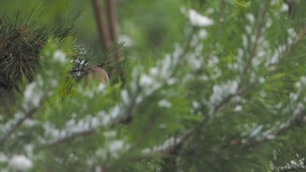 O gaio eurasiano ou Garrulus glandarius está sentado no ramo de pinheiros congelados. Ave curiosa na floresta de inverno. — Vídeo de Stock