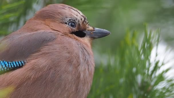 Der Eichelhäher oder Garrulus glandarius sitzt auf gefrorenen Kiefernzweigen. Neugieriger Vogel im Winterwald. — Stockvideo