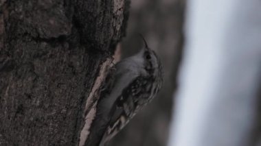 Avrasya Ağaç Bekçisi ya da sıradan Ağaç Bekçisi, Certhia tanıdık. Yoldan geçen küçük bir kuş ağaç kabuğuna vurur ve çıkarılabilir böcekler çıkartır. Kışın ormandaki kuş.