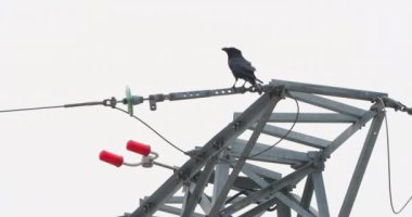 Yaygın kuzgun elektrik hattı kulesinin tepesinde oturur, kara kuş bulutlu kış arka planında..