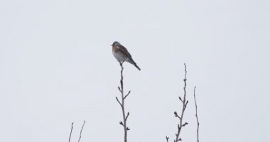 Fieldfare ya da Turdus pilaris donmuş ağaç dalında oturuyor. Kış ormanında renkli bir kuş.