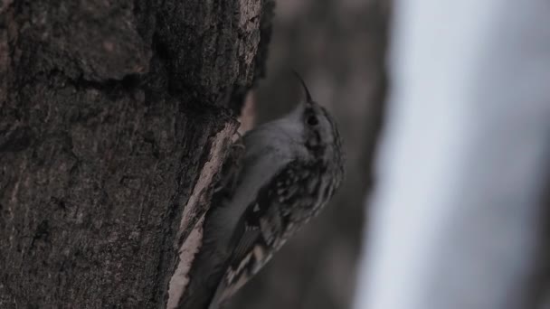 Ευρασιατική treecreeper ή κοινό treecreeper, Certhia familiaris. Ένα μικρό περαστικό πουλί χτυπά το φλοιό του δέντρου, εξάγοντας επεξεργάσιμα έντομα. Πουλί στο χειμερινό δάσος. — Αρχείο Βίντεο