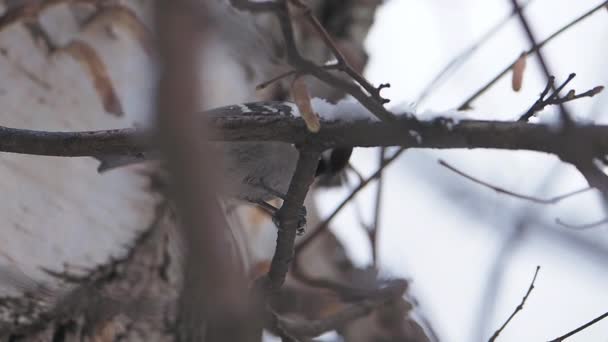 Coal tit or cole tit. Bird is sitting on frozen tree branch. Small passerine bird in winter forest. — Video Stock