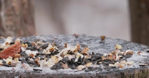 Comedero de aves con frutos secos y semillas de girasol bajo la nieve. Bosque de invierno. — Vídeos de Stock