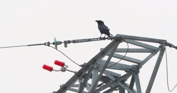 Běžný havran sedí na vrcholu elektrického vedení věže, Černý pták na zamračené zimní obloze pozadí. — Stock video