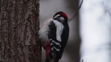 Büyük benekli ağaçkakan ya da Dendrocopos Major. Kuşlar ağaç kabuklarına vurur, ve çıkarılabilir böcekler çıkarırlar. Kış Ormanı.