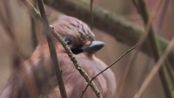 La ghiandaia eurasiatica o Garrulus glandarius è seduta su un ramo congelato. Uccello curioso nella foresta invernale. — Video Stock