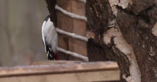 Great spotted woodpecker or Dendrocopos major. Bird knocks on tree bark, extracting edable insects. Winter forest. — Stock Video