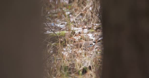 Euraziatische gaai of Garrulus glandarius op zoek naar voedsel op gevallen bladeren op de grond. Nieuwsgierige vogel in winterbos. — Stockvideo