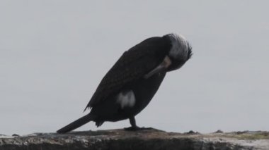 Phalacrocorax veya karabatak suda kayaların üzerinde oturur. Büyük kara kuş avlanmadan önce dinleniyor. Rusya, Soçi 'de Karadeniz kıyısı.