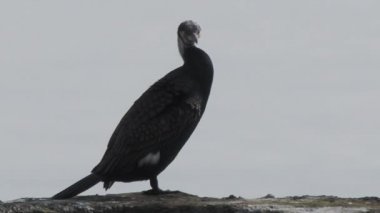 Phalacrocorax veya karabatak suda kayaların üzerinde oturur. Büyük kara kuş avlanmadan önce dinleniyor. Rusya, Soçi 'de Karadeniz kıyısı.