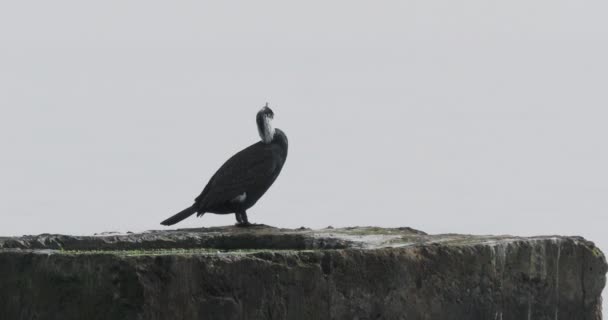 Phalacrocorax ou cormorant senta-se na rocha em cima da água. O grande pássaro escuro tem um resto antes da caça. Costa do mar Negro em Sochi, Rússia. — Vídeo de Stock