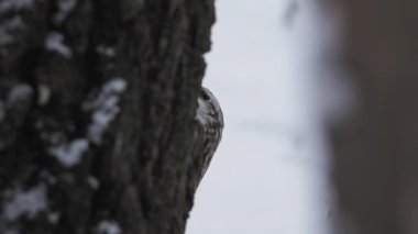 Avrasya Ağaç Bekçisi ya da sıradan Ağaç Bekçisi, Certhia tanıdık. Yoldan geçen küçük bir kuş ağaç kabuğuna vurur ve çıkarılabilir böcekler çıkartır. Kışın ormandaki kuş.
