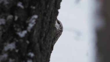 Avrasya Ağaç Bekçisi ya da sıradan Ağaç Bekçisi, Certhia tanıdık. Yoldan geçen küçük bir kuş ağaç kabuğuna vurur ve çıkarılabilir böcekler çıkartır. Kışın ormandaki kuş.