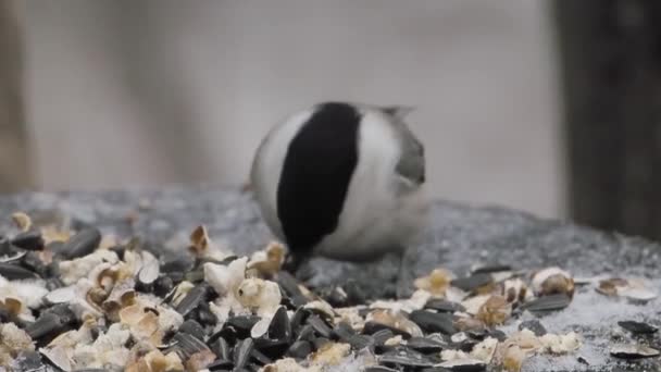 Coal tit or cole tit. Bird drags sunflower seeds from feeder. Small passerine bird in winter forest. — Αρχείο Βίντεο