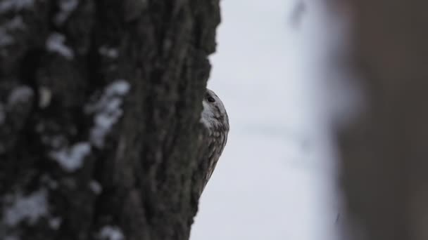 Avrasya Ağaç Bekçisi ya da sıradan Ağaç Bekçisi, Certhia tanıdık. Yoldan geçen küçük bir kuş ağaç kabuğuna vurur ve çıkarılabilir böcekler çıkartır. Kışın ormandaki kuş. — Stok video