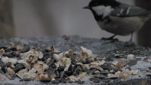 Coal tit or cole tit. Bird drags sunflower seeds from feeder. Small passerine bird in winter forest. — Stockvideo