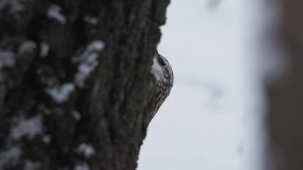 Ευρασιατική treecreeper ή κοινό treecreeper, Certhia familiaris. Ένα μικρό περαστικό πουλί χτυπά το φλοιό του δέντρου, εξάγοντας επεξεργάσιμα έντομα. Πουλί στο χειμερινό δάσος. — Αρχείο Βίντεο