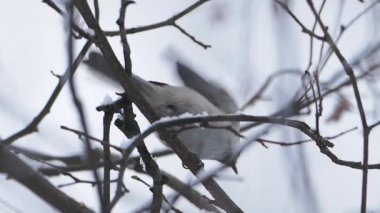 Coal tit or cole tit. Bird is sitting on frozen tree branch. Small passerine bird in winter forest.